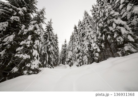 Beautiful winter landscape. Dense mountain forest with tall dark green spruce trees covered with clean deep snow on bright frosty winter day. 136931368