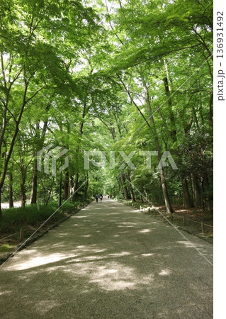 【京都】下鴨神社(賀茂御祖神社)・糺の森 【京都】下鴨神社(賀茂御祖神社)・糺の森 136931492