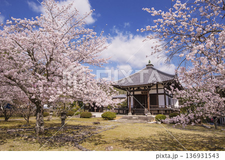 桜咲く大覚寺の大沢池　春の京都観光スポット　京都の桜の名所　 136931543