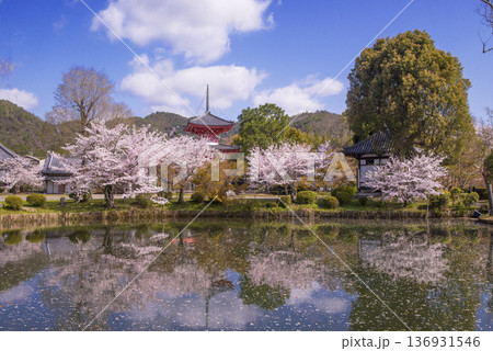 桜咲く大覚寺の大沢池 多宝塔と桜の風景 春の京都観光スポット 京都の桜の名所 桜咲く大覚寺の大沢池 多宝塔と桜の風景 春の京都観光スポット 京都の桜の名所 136931546
