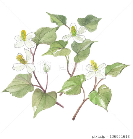 水彩で描いた どくだみ　十薬　じゅうやく 136931618