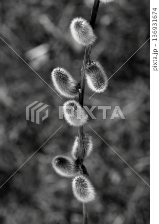 春の光を浴びるネコヤナギ白黒の世界 136931674