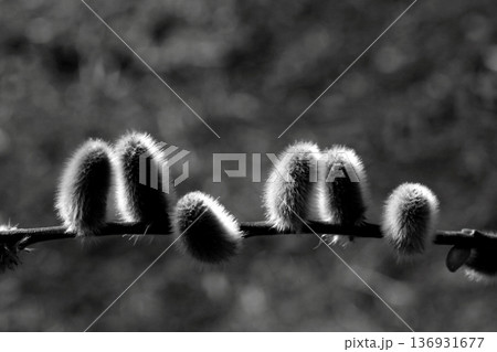 春の光を浴びるネコヤナギ白黒の世界 136931677