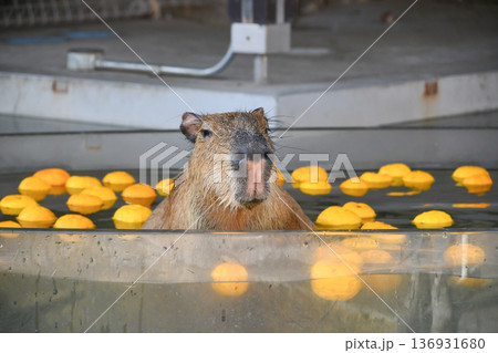 ゆず湯に入るカピバラ　A capybara soaking in a yuzu bath 136931680