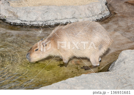 水を飲むカピバラ　A capybara drinking water 136931681