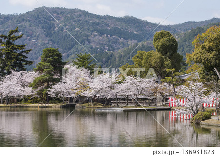 桜咲く大覚寺の大沢池　春の京都観光スポット　京都の桜の名所　 136931823