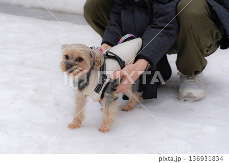 雪の上を歩くヨークシャーテリア 136931834