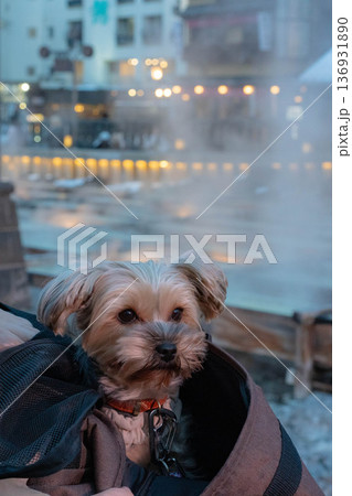 草津温泉観光写真　犬と旅行 136931890