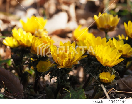 早春の日差しを浴びて咲くフクジュソウ 136931944