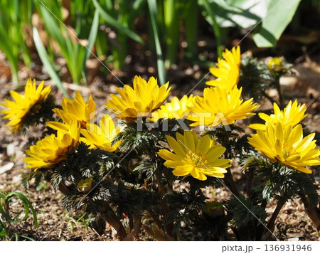 早春の野原に咲く福寿草 136931946
