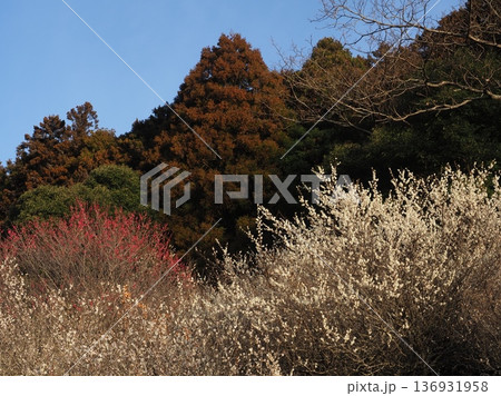 もうすぐ満開の梅の花 136931958