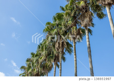 フェニックスの並木 tropical trees Phoenix canariensis フェニックスの並木 tropical trees Phoenix canariensis 136931997