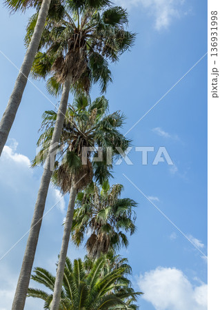 フェニックスの並木 tropical trees Phoenix canariensis フェニックスの並木 tropical trees Phoenix canariensis 136931998
