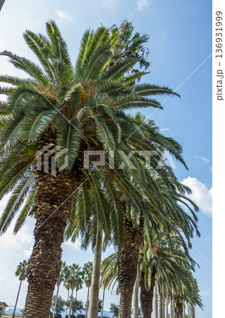 フェニックスの並木 tropical trees Phoenix canariensis 136931999