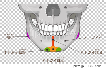 下顎骨示意圖 下顎骨示意圖 136932040