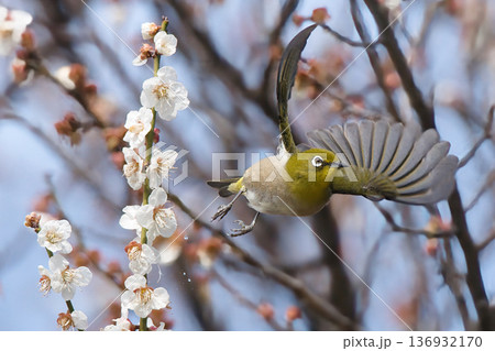 梅の花の蜜を探すメジロ 梅の花の蜜を探すメジロ 136932170