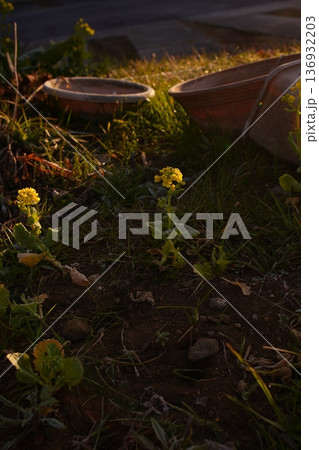 鉢と菜の花 136932203