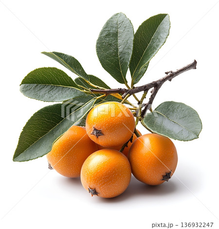Fresh Medlar Fruits on Branch Surrounded by Green Leaves Isolated on White Background Fresh Medlar Fruits on Branch Surrounded by Green Leaves Isolated on White Background 136932247