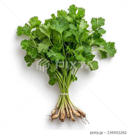 Fresh Organic Cilantro Bundle on White Background with Roots and Vibrant Green Leaves Fresh Organic Cilantro Bundle on White Background with Roots and Vibrant Green Leaves 136932262