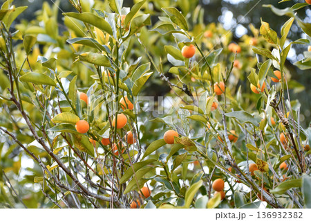 キンカン kumquat キンカン kumquat 136932382