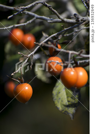 ロウヤガキ 136932649