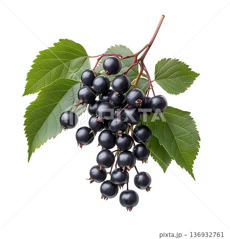 Fresh ripe black berries on green leaves isolated on white background for culinary uses 136932761