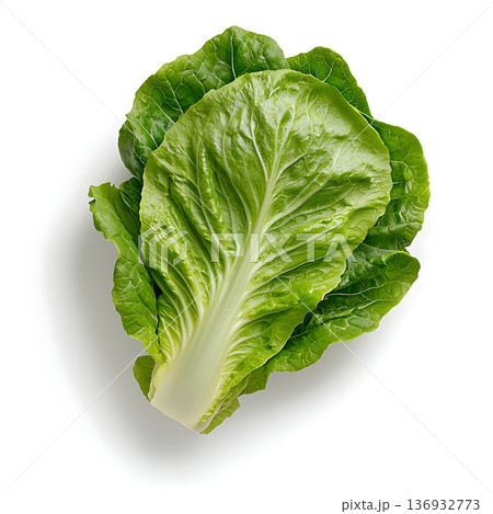 Fresh Green Romaine Lettuce Leaf Isolated on White Background for Culinary Use and Nutrition Fresh Green Romaine Lettuce Leaf Isolated on White Background for Culinary Use and Nutrition 136932773