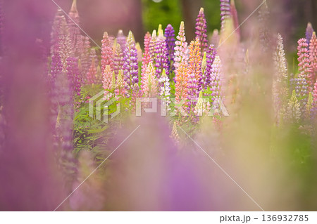 紫色に染まるルピナスの花 136932785