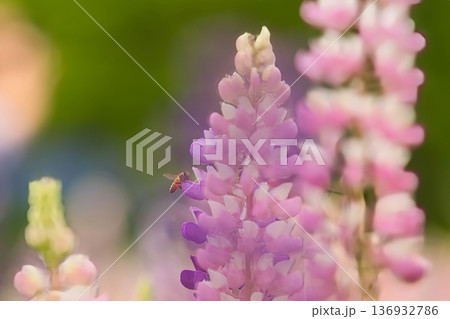 可愛いピンクのルピナスの花 136932786