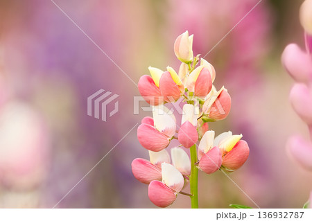 可愛いルピナスの花 136932787