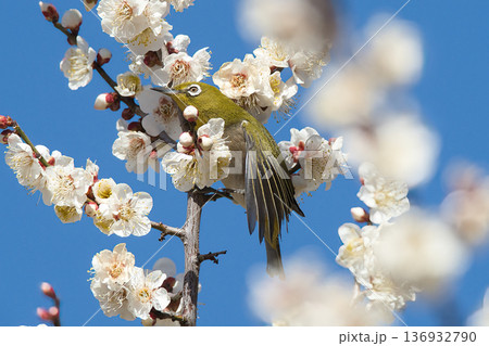 梅の蜜を吸うメジロ 梅の蜜を吸うメジロ 136932790