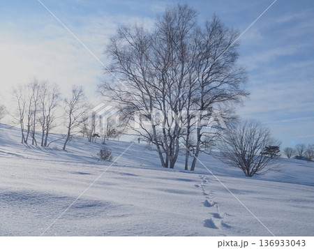 雪原にあるウサギの足跡（afli20260220075543） 136933043