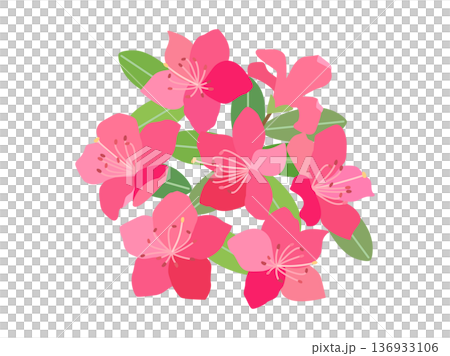 杜鵑花插圖 136933106