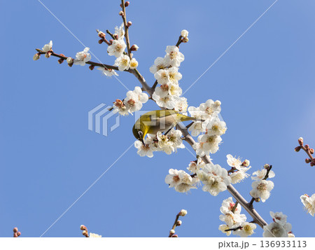梅の花とメジロ 梅の花とメジロ 136933113