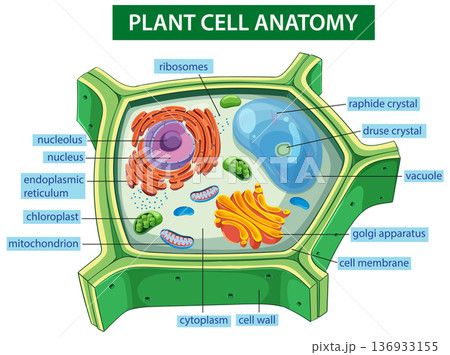 Detailed Vector Illustration of Plant Cell Anatomy 136933155