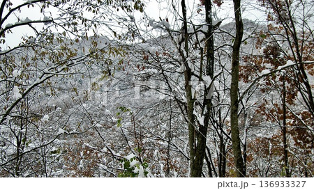 紅葉した葉に積もる雪の風景 紅葉した葉に積もる雪の風景 136933327