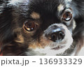 チワワブラックタンのアップ 136933329