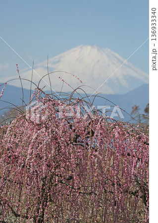 春の青空に映える梅の花と冠雪した富士山 136933340
