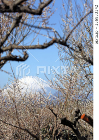 春の青空に映える梅の花と冠雪した富士山 136933342