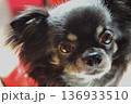 チワワブラックタン 136933510