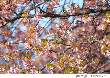 桜の花の蜜を吸うメジロ 桜の花の蜜を吸うメジロ 136933738