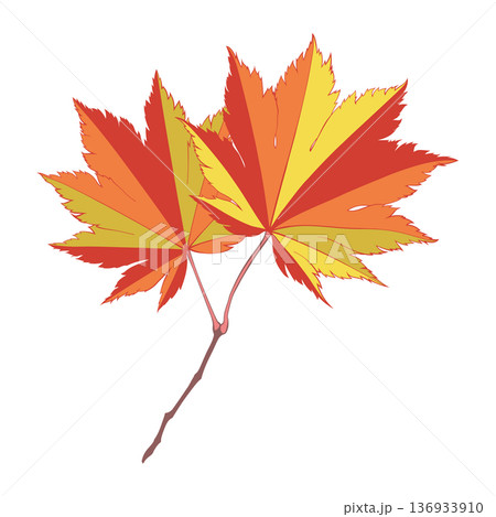 Red-yellow colored autumn maple leaves isolated on white background. Flat and line style vector illustration. Red-yellow colored autumn maple leaves isolated on white background. Flat and line style vector illustration. 136933910