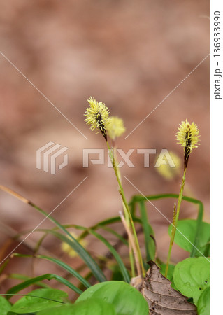 ヒメカンスゲの花 136933990