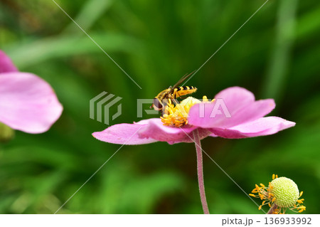 シュウメイギクの蜜を吸うハナアブ シュウメイギクの蜜を吸うハナアブ 136933992