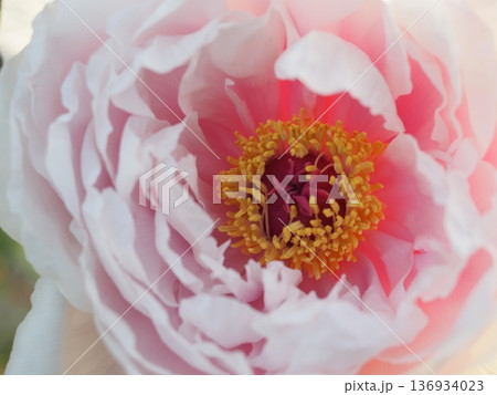 牡丹　天衣　ピンクの花 136934023