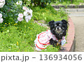 チワワとバラ 136934056