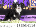 ハロウィンのチワワ 136934116