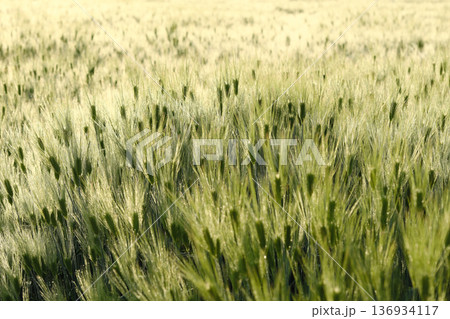 麦畑の風景 136934117
