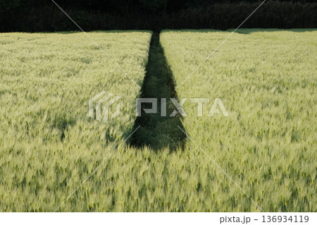 麦畑に続く道 136934119