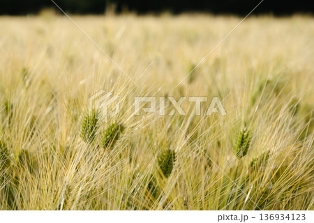 麦畑の風景 136934123